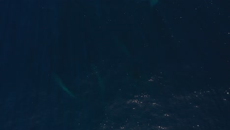 Eine-Gruppe-Von-Buckelwalen-Schwimmt-Direkt-Unter-Der-Oberfläche-Und-Macht-Sie-Verschwommen