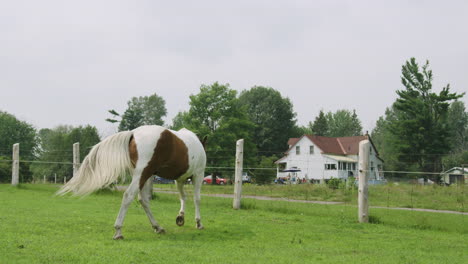 Beautiful-adult-male-pinto-horse-walking-peacefully-in-a-field,-flicking-tail