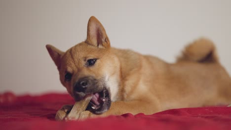 Cachorro-Shiba-Inu-Jugando-A-Morder-Un-Juguete-En-4k-Y-Cámara-Lenta
