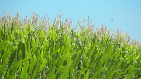 Ein-Feld-Von-Maispflanzen,-Das-An-Einem-Sonnigen-Sommermorgen-An-Einem-Erntetag-Vom-Wind-Bewegt-Wird