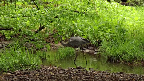Great-Blue-Heron---Fishing-in-Forest-Stream