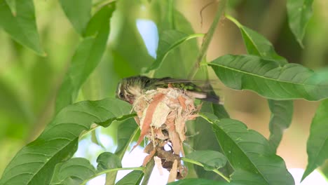 Smaragdgrünes-Kolibriweibchen-Mit-Glitzerndem-Bauch,-Das-Aus-Trockenen-Blättern-Und-Spinnennetzen-Ein-Nest-Baut