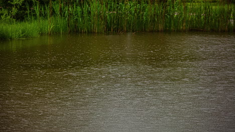 Timelapse-shot-of-rain-water-drops-falling-on-a-pond-surrounded-by-tall-green-grass-in-rural-countryside