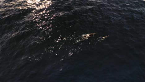 Two-whales-are-swimming-together-on-the-top-of-the-surface-as-a-wave-moves-in-during-a-beautiful-sunset-in-Madeira
