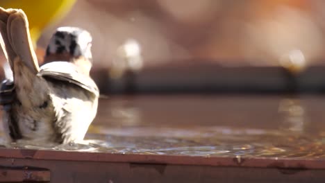 Tico-Tico-Vogel,-Der-In-Zeitlupe-In-Einem-Wasserteich-Duscht