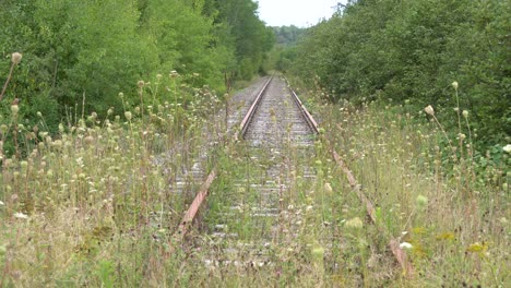 Nature-is-overtaking-its-throne-on-an-abandoned-railroad-surrounded-by-trees