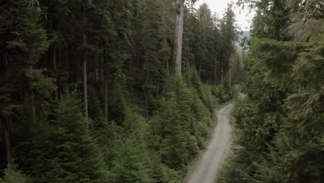 Un-Camino-Forestal-Atravesaba-Un-Bosque-Antiguo