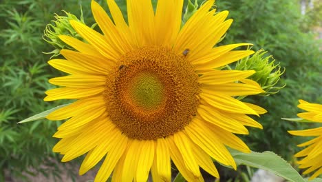 Bees-collecting-nectar-on-large-Sunflower