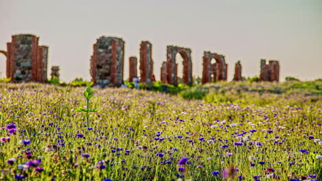 Timelapse-shot-of-wild-flowers-in-full-bloom-surrounding-the-ruins-of-Smiltene-Stonehenge,-Latvia-on-a-sunny-day