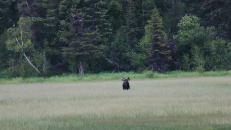 Alaska-Moose-In-A-Grassy-Field---wide-shot