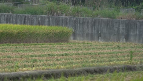 Wild-wading-birds,-white-egrets-and-other-species-gathered-on-cultivated-rice-paddy-field-during-harvesting-season,-feeding-on-ripped-crops-after-harvester-tractor,-reaping,-threshing,-and-winnowing