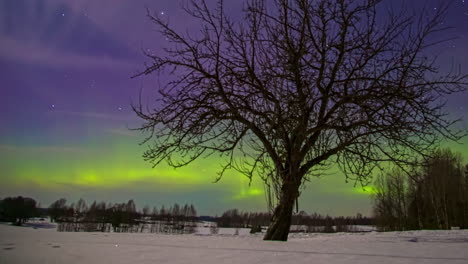 Northern-lights-over-a-snowy-field-and-trees-on-a-starry-night---time-lapse