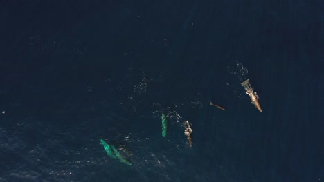 Drone-clip-of-a-whale-family-of-six,-swimming-together-up-to-the-surface-in-the-dark-blue-ocean-in-Madeira
