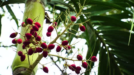 Red-Betel-Nut-Fruits-Hanging-On-Areca-Palm-Tree-On-A-Windy-Day