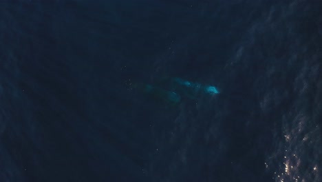 Drohnenclip-Von-Zwei-Walen,-Die-Zusammen-Unter-Der-Oberfläche-In-Madeira-Schwimmen