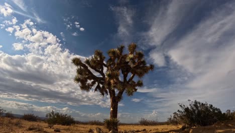 Dynamische-Bewegung-Von-Wolken,-Die-In-Verschiedene-Richtungen-über-Einen-Joshua-Baum-In-Der-Mojave-Wüste-Fließen---Zeitraffer-Wolkenlandschaft