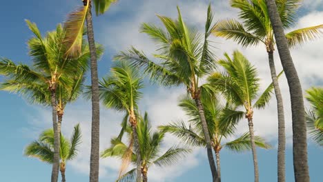 Wind-breezing-through-the-tall-palm-trees-of-Hawaii