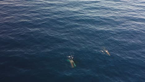 Drone-clip-of-a-whale-family-of-six,-swimming-together-in-the-dark-blue-ocean-in-Madeira