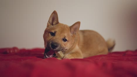 Shiba-Inu-Welpenhund,-Der-Mit-Einem-Spielzeug-Spielt,-Das-Es-Beißt