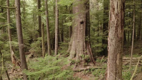 Eine-Riesige-Westliche-Rote-Zeder-In-Einem-Alten-Wald-Auf-Vancouver-Island