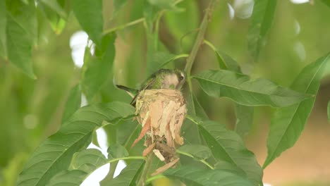 Female-Glittering-bellied-Emerald-hummingbird-nuilding-a-nest-in-the-forest