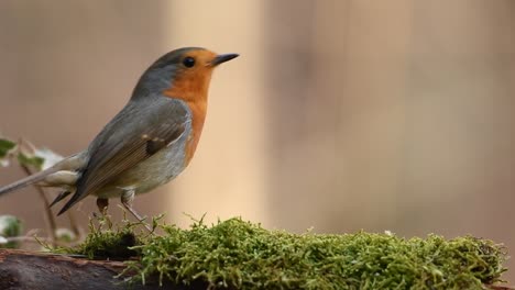 Close-up-of-small-robin-bird,-standing-on-a-tree-branch,-eating-and-flays-away