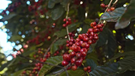 Red-coffee-cherries,-fruit-of-coffee-plant-hanging-on-tree-stem