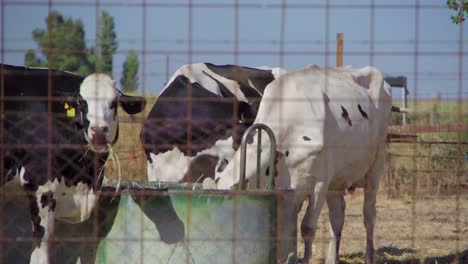 Unas-Pocas-Vacas-Beben-En-Un-Campo-De-Una-Granja-En-Una-Mañana-De-Verano