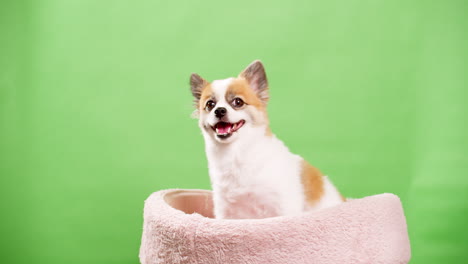 Cute-dog-posing-for-video-in-the-studio-with-chroma-key-background-1