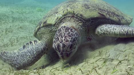 Green-Sea-Turtle-feeding-close-up-on-sea-grass