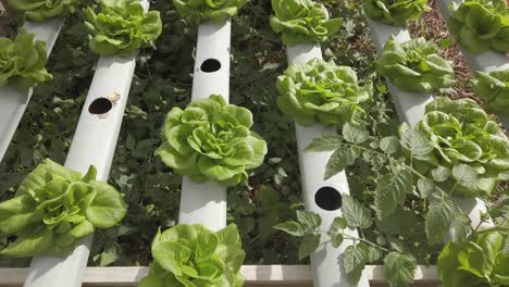Harvesting-beautiful-organic-lettuce-on-a-greenhouse