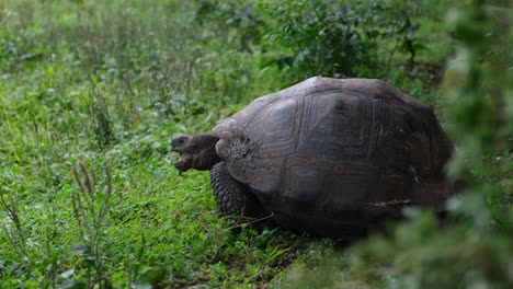 Western-Santa-Cruz-Giant-Tortoise-Eating-Grass-In-The-Galápagos-Nature-Reserve,-Ecuador
