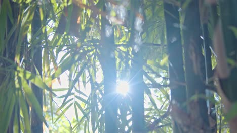 Smooth-Handheld-Shot-of-the-Sun-Shining-Through-Lush-Green-Bamboo-Trees