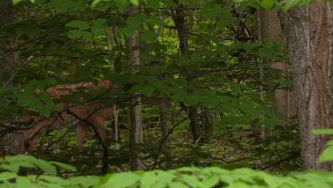 Cute-white-tailed-deer-cautious-walking-hiding-among-bushes