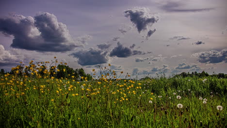 Close-up-shot-of-meadow-surrounded-with-wild-yellow-taraxacum-or-dandelion-flowers-blooming-on-a-cloudy-day-in-timelapse