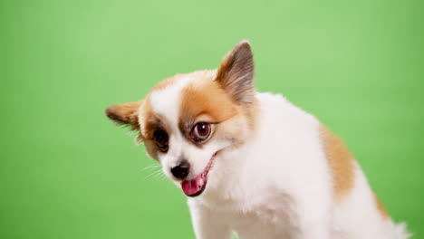 Aufmerksamer-Chihuahua,-Der-Konzentriert-In-Die-Kamera-Schaut