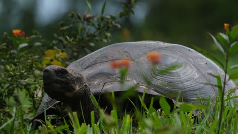 Portrait-Of-A-Giant-Tortoise-Endemic-On-Western-Santa-Cruz-Island,-Galápagos,-Ecuador