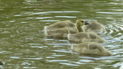 Canada-Geese-puppies-in-pond-looking-for-food