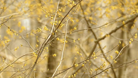 Schöne-Goldene-Krone-Kinglet-Auf-Der-Suche-Nach-Nahrung-Auf-Einem-Ast-Mit-Kleinen-Blüten