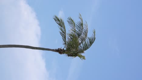 Vertical-video---Look-up-of-palm-tree-on-sunny-day