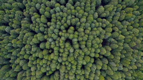Top-down-shot-of-trees-from-a-drone-in-Himachal-Pradesh-in-india
