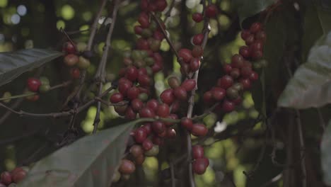 Ein-Zweig-Einer-Kaffeepflanze-Voller-Schöner-Roter-Beeren-Bewegt-Sich-Auf-Einer-Brasilianischen-Plantage-Im-Wind-Hin-Und-Her