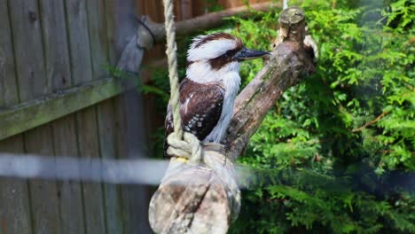 Laughing-Kookaburra-Sat-Resting-On-A-Bare-Branch-Swing