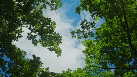 Low-angle-shot-of-moving-clouds-through-the-green-leaves-of-an-oak-tree-in-a-windy-weather