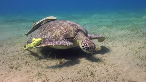 Grüne-Meeresschildkröte-Und-Pilot-Schwimmen-über-Seegras-Im-Roten-Meer