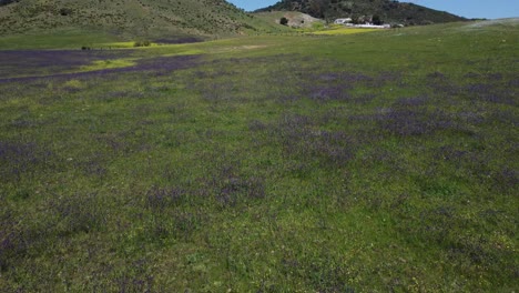 Drohnenaufnahmen,-Die-über-Grünes-Gras-Mit-Violetten-Und-Gelben-Blumen-Auf-Dem-Feld-Fliegen