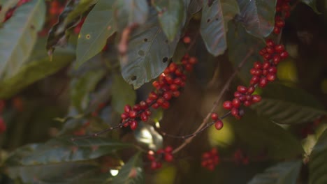 Nahaufnahme-Von-Der-Kaffeepflanze-Mit-Den-Typischen-Roten-Beeren,-Die-Darauf-Warten,-Gepflückt-Zu-Werden