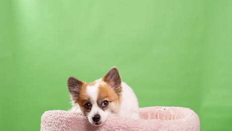 Süßer-Chihuahua,-Der-Auf-Seinem-Bett-Liegt-Und-In-Die-Kamera-Schaut-1