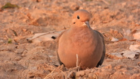 Mourning-dove-looking-for-food-walking-on-a-sandbar