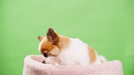 A-energetic-and-outgoing-miniature-fawn-and-white-dog,-puppies,-sleeping-on-a-pink-rug-with-a-green-wall-in-the-backdrop